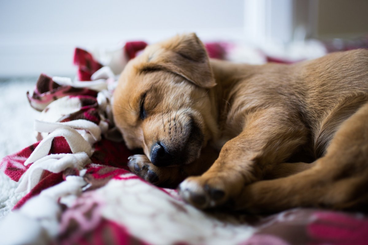 chien