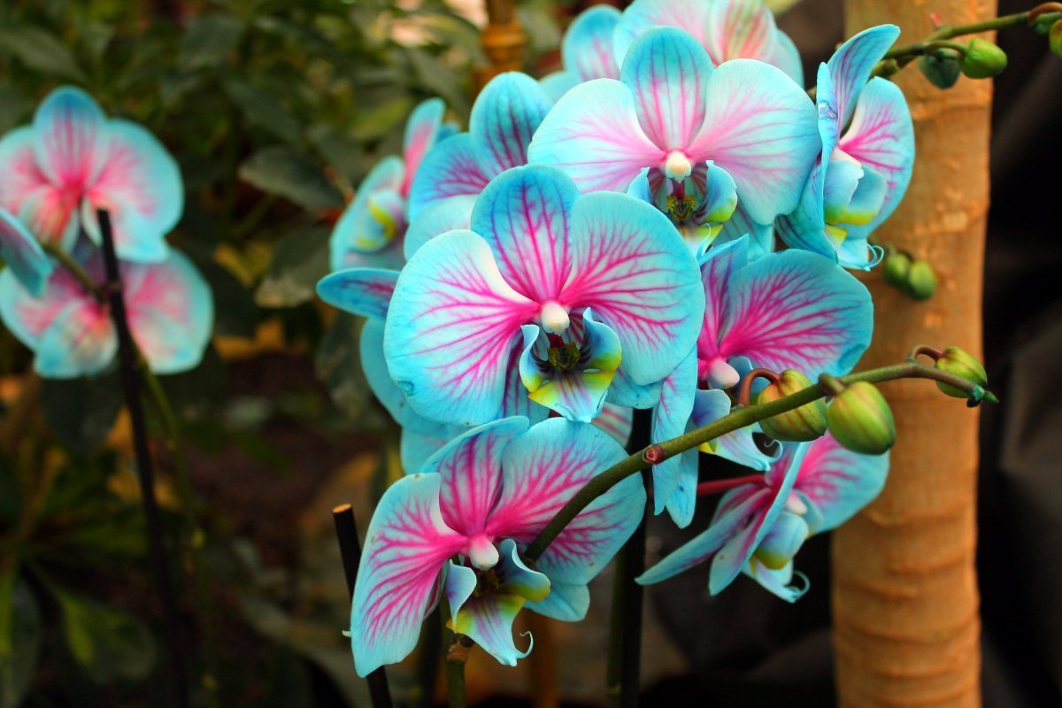 orchidées