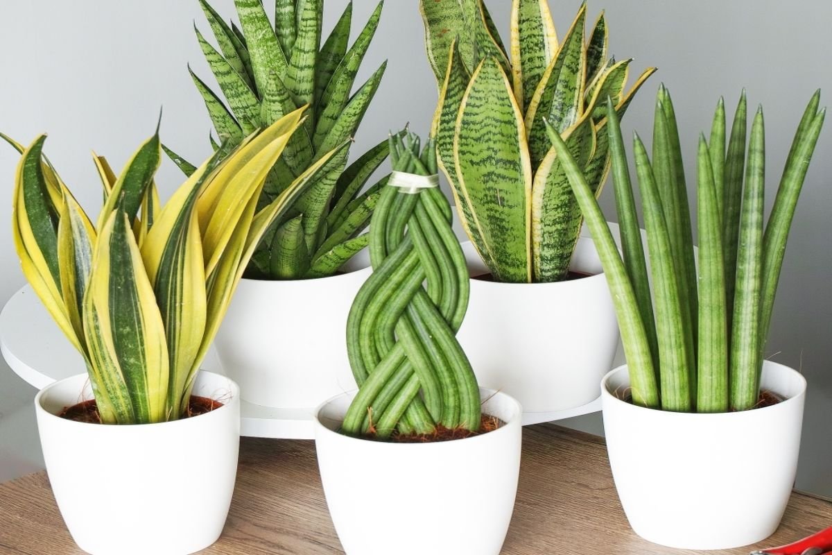 plante