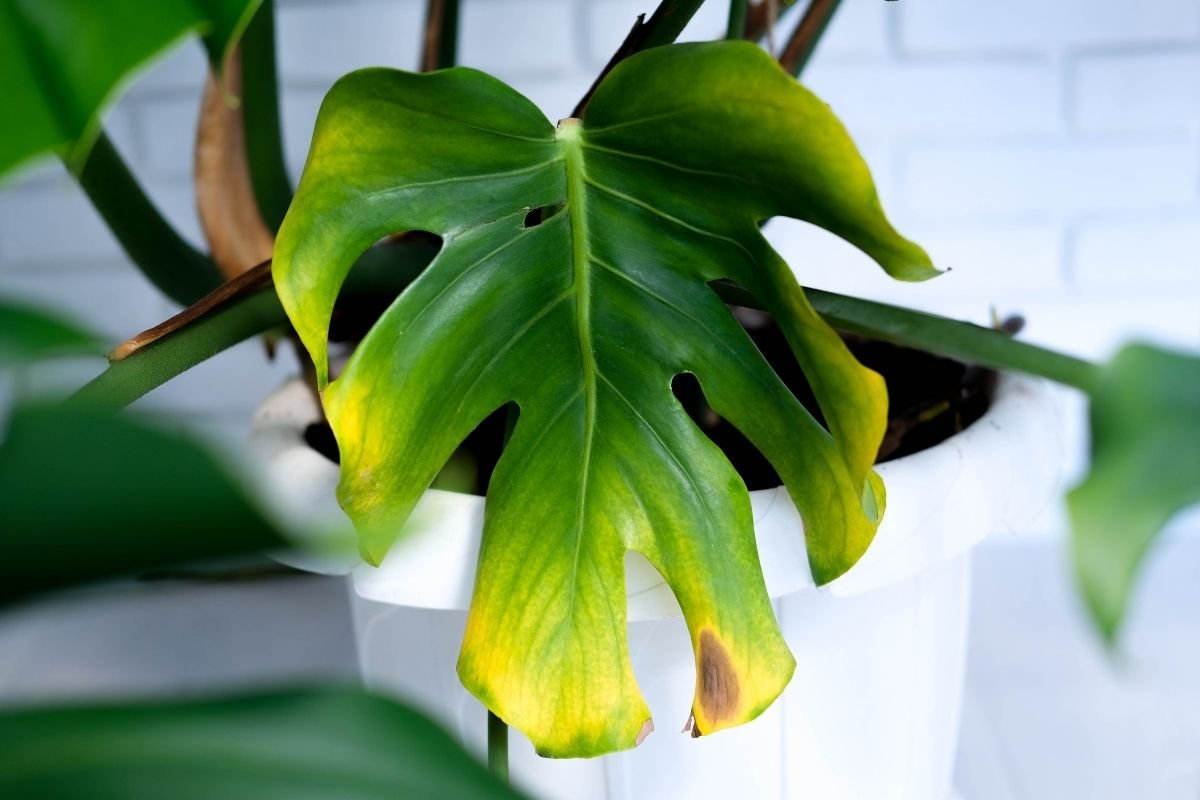monstera