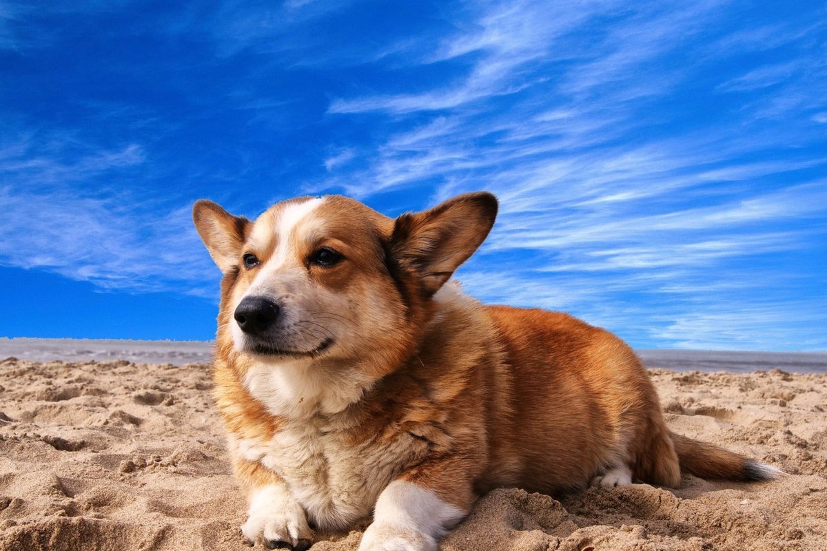 chien