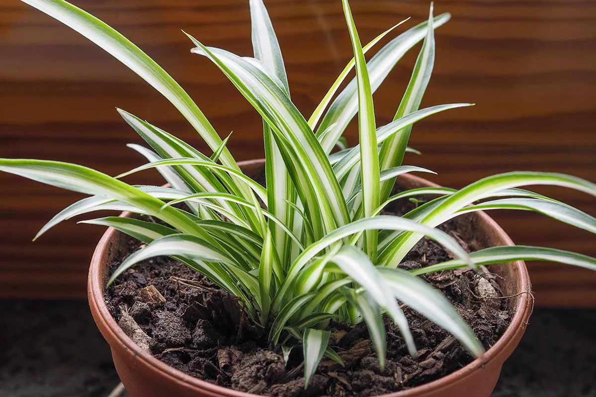 plante