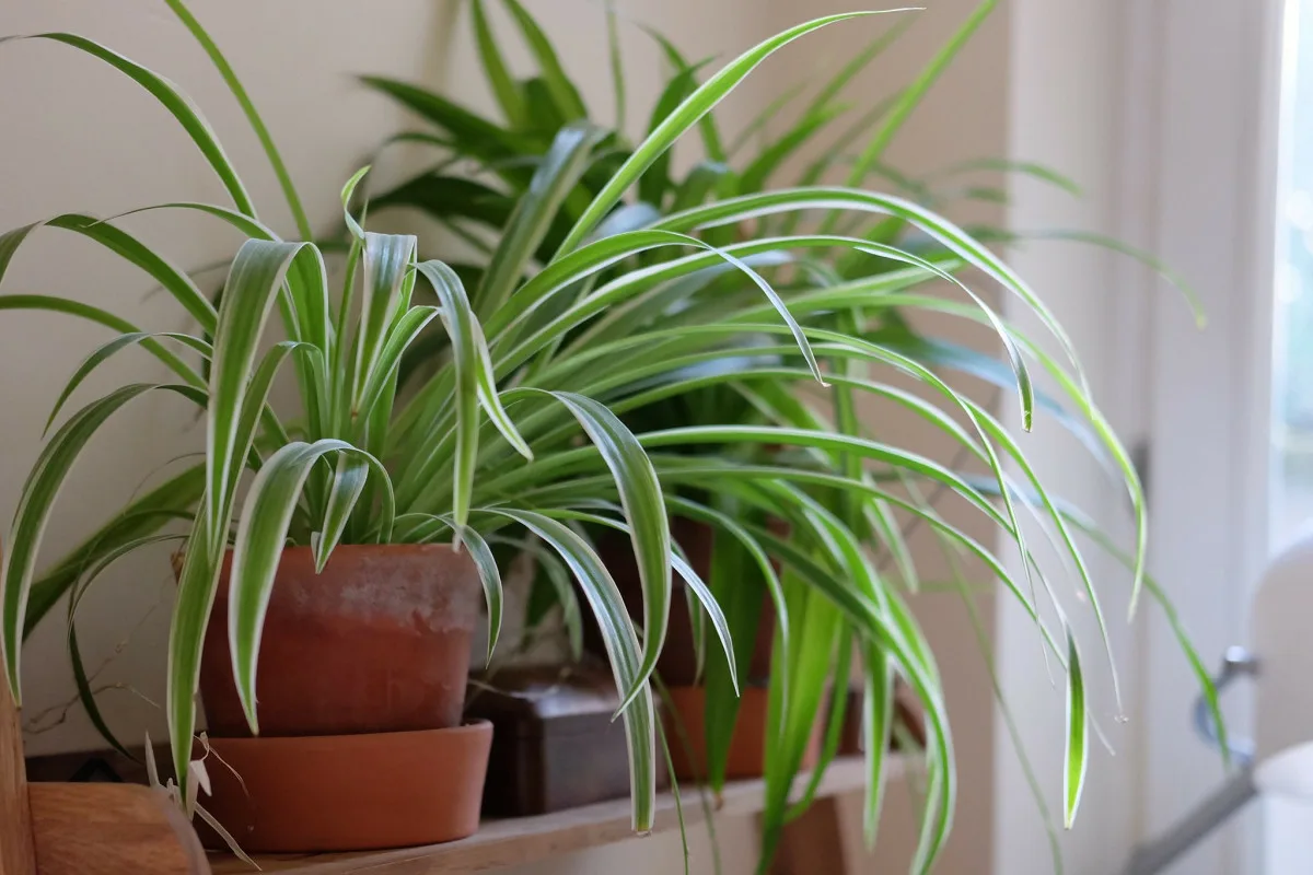 plante
