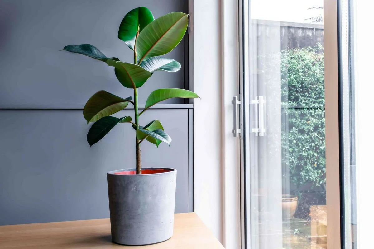 ficus