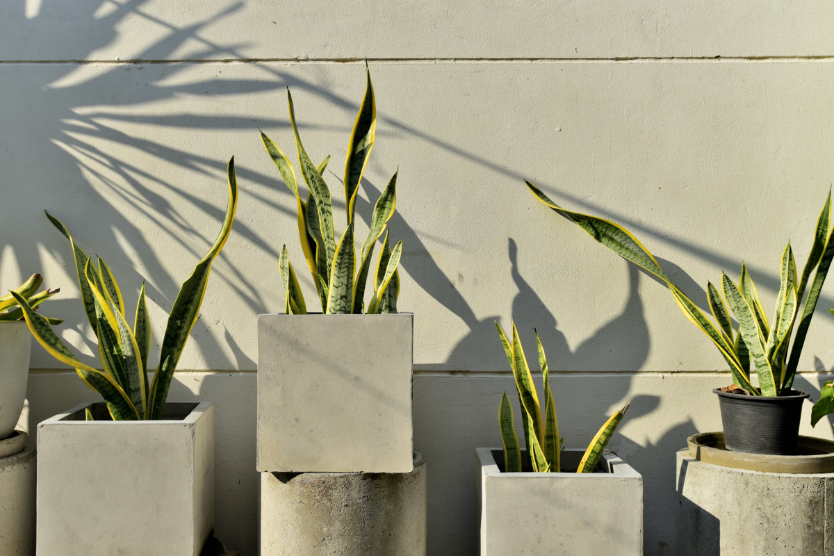 plante