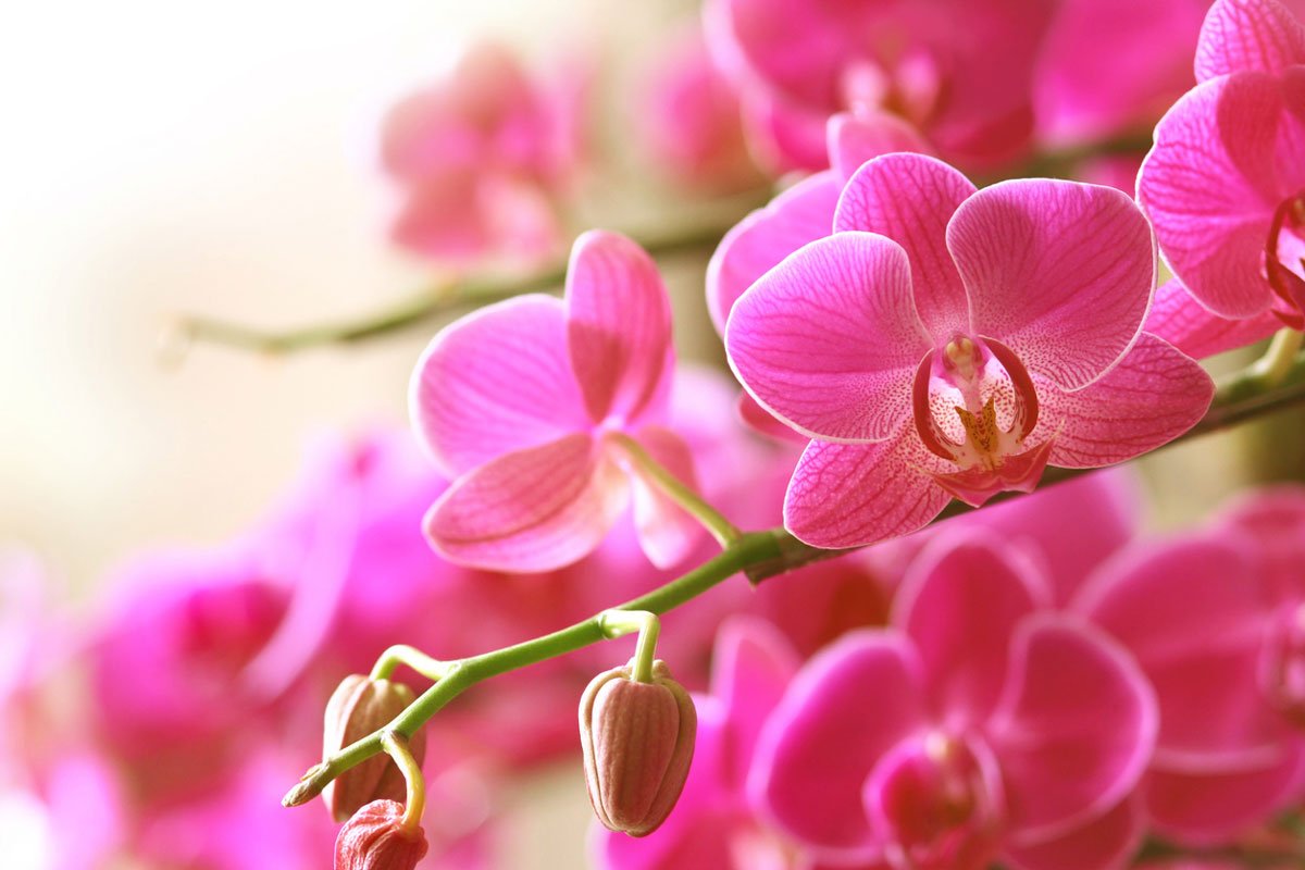 orchidées