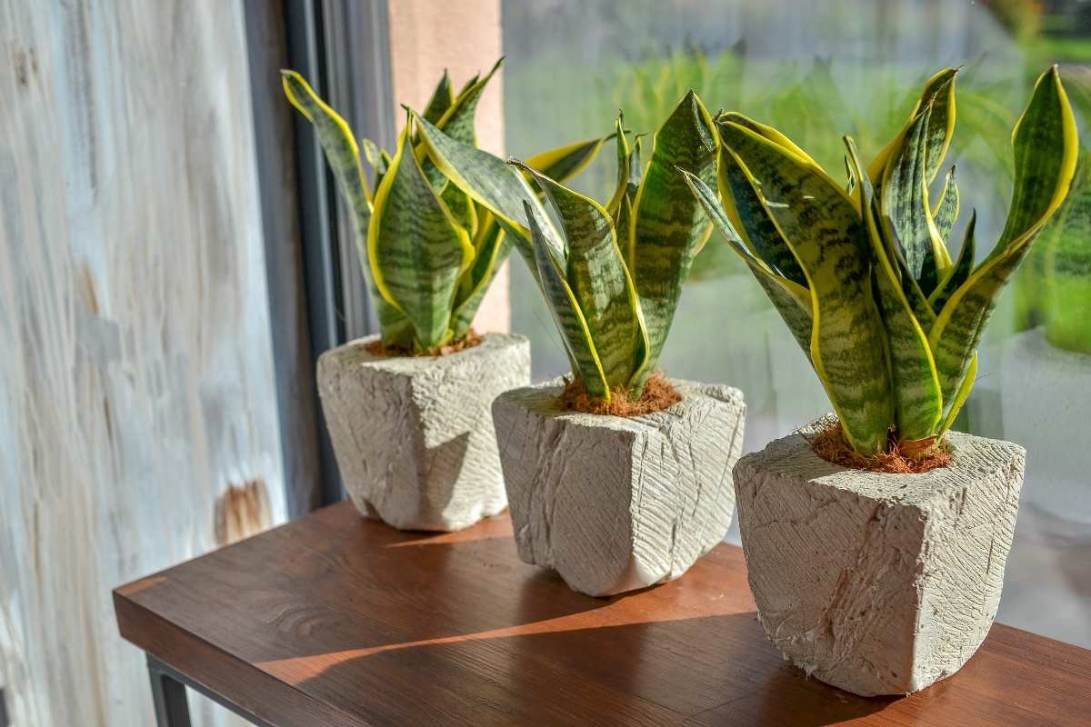 plante