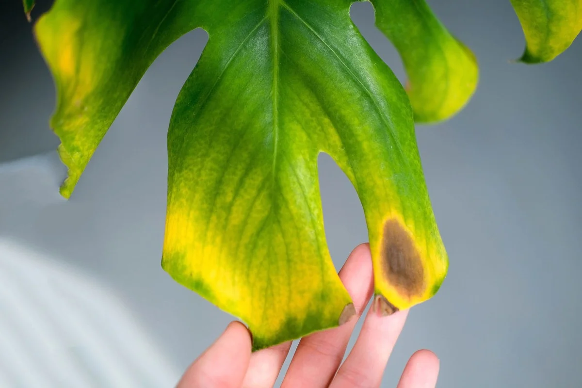 monstera