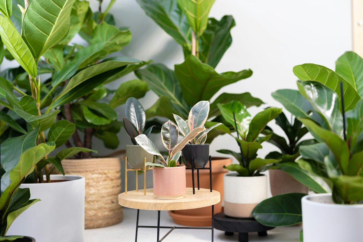 ficus