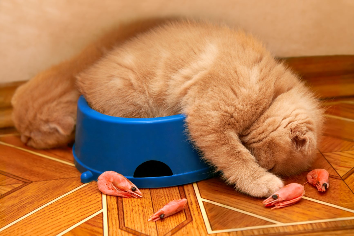 chats