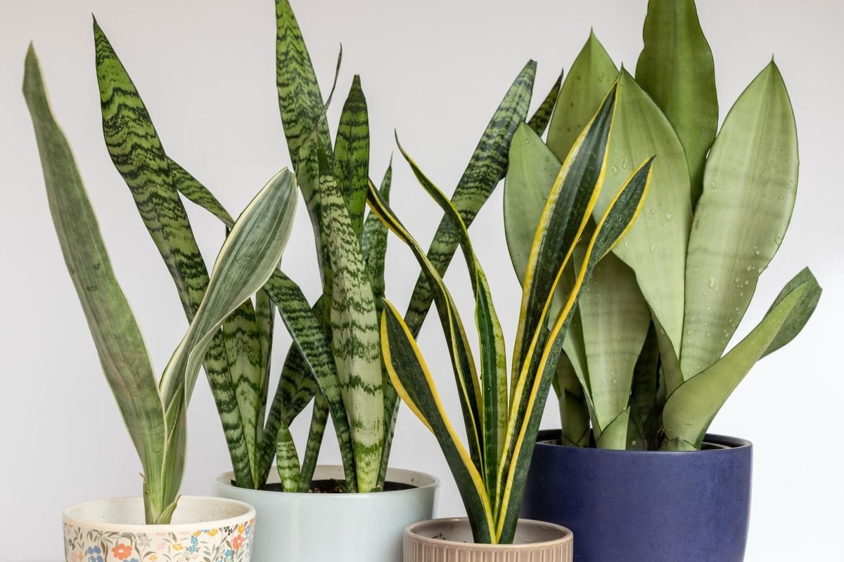 plante