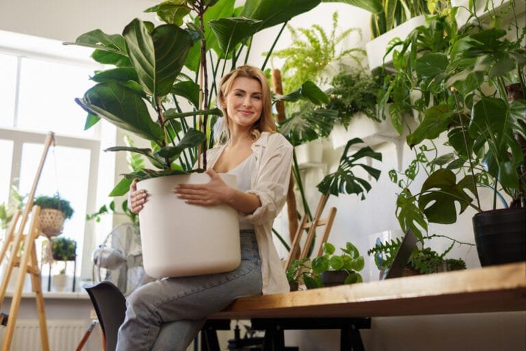 ficus