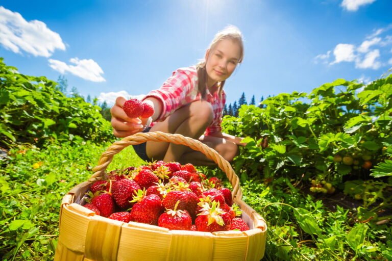 Aardbeien